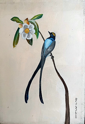 Bluebird of Paradise